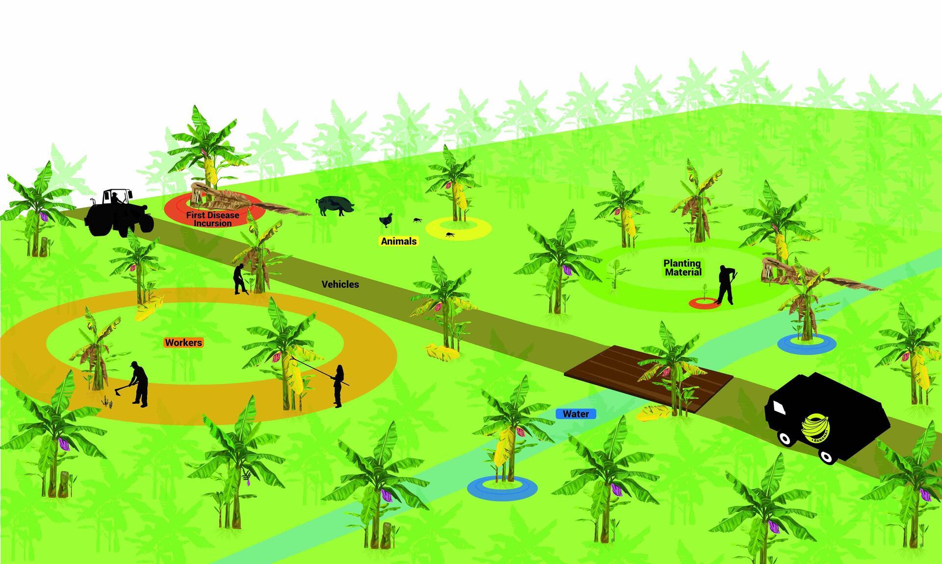 Fusarium wilt tropical race 4 - Fusarium wilt of banana - Alliance Bioversity International - CIAT - Fig 3 Epidemiology