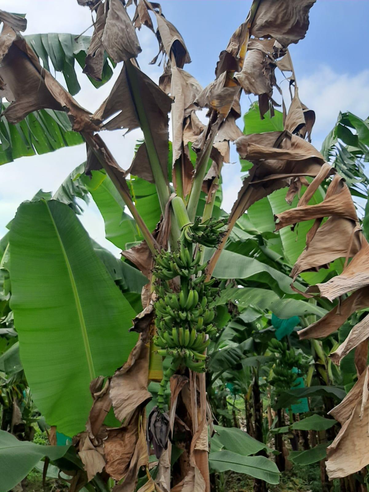Fusarium wilt tropical race 4 - Fusarium wilt of banana - Alliance Bioversity International - CIAT - Image 10