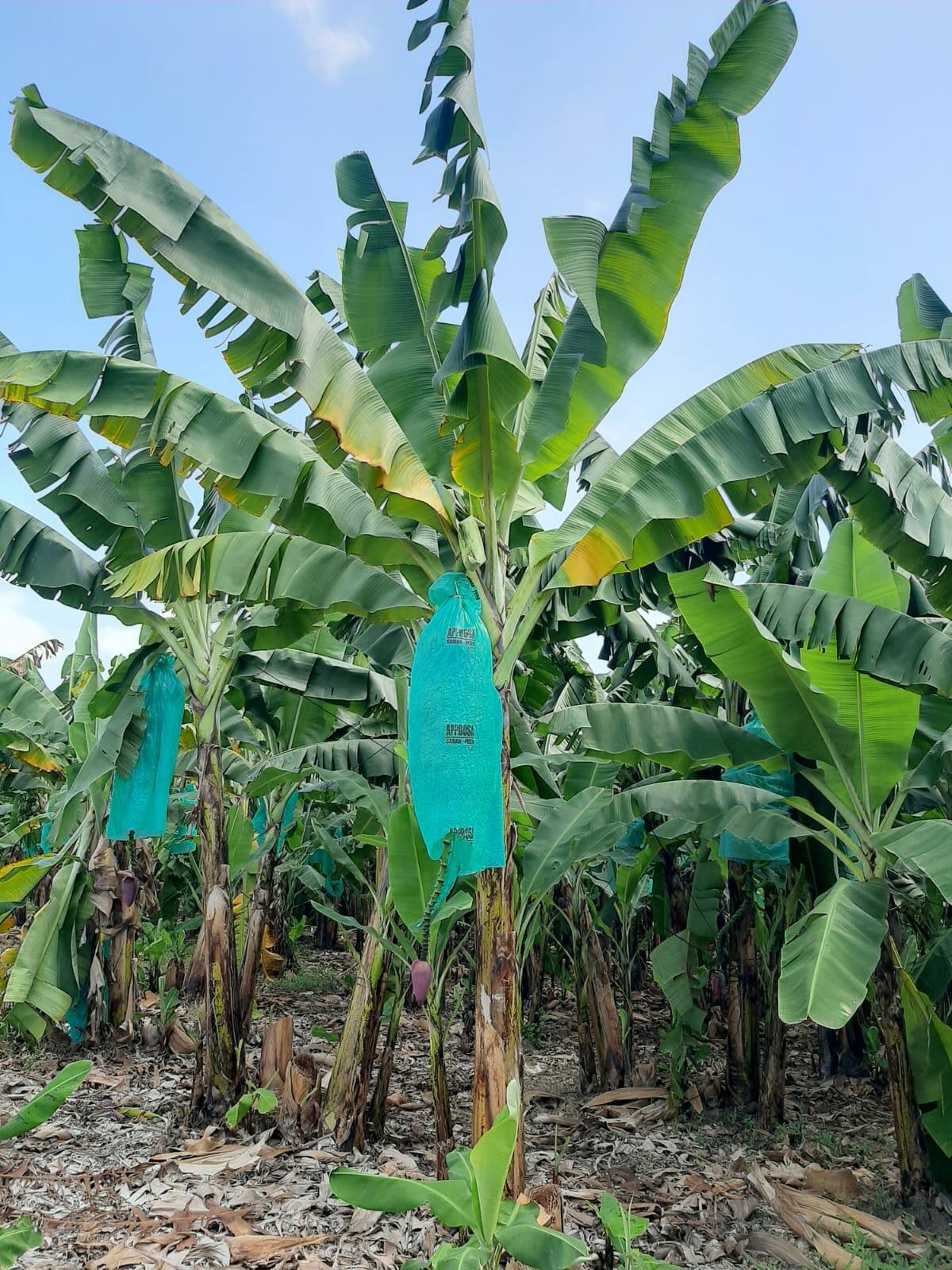 Fusarium wilt tropical race 4 - Fusarium wilt of banana - Alliance Bioversity International - CIAT - Image 3