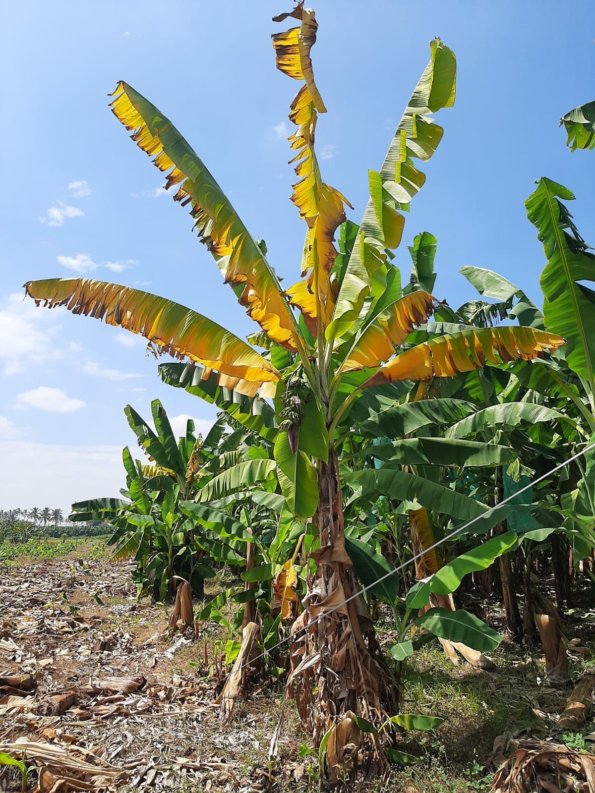 Fusarium wilt tropical race 4 - Fusarium wilt of banana - Alliance Bioversity International - CIAT - Image 4
