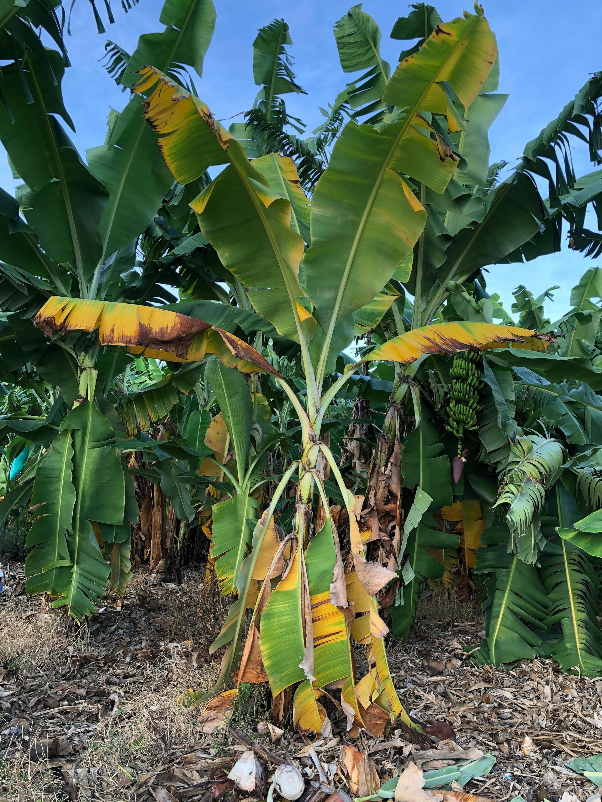 Fusarium wilt tropical race 4 - Fusarium wilt of banana - Alliance Bioversity International - CIAT - Image 5