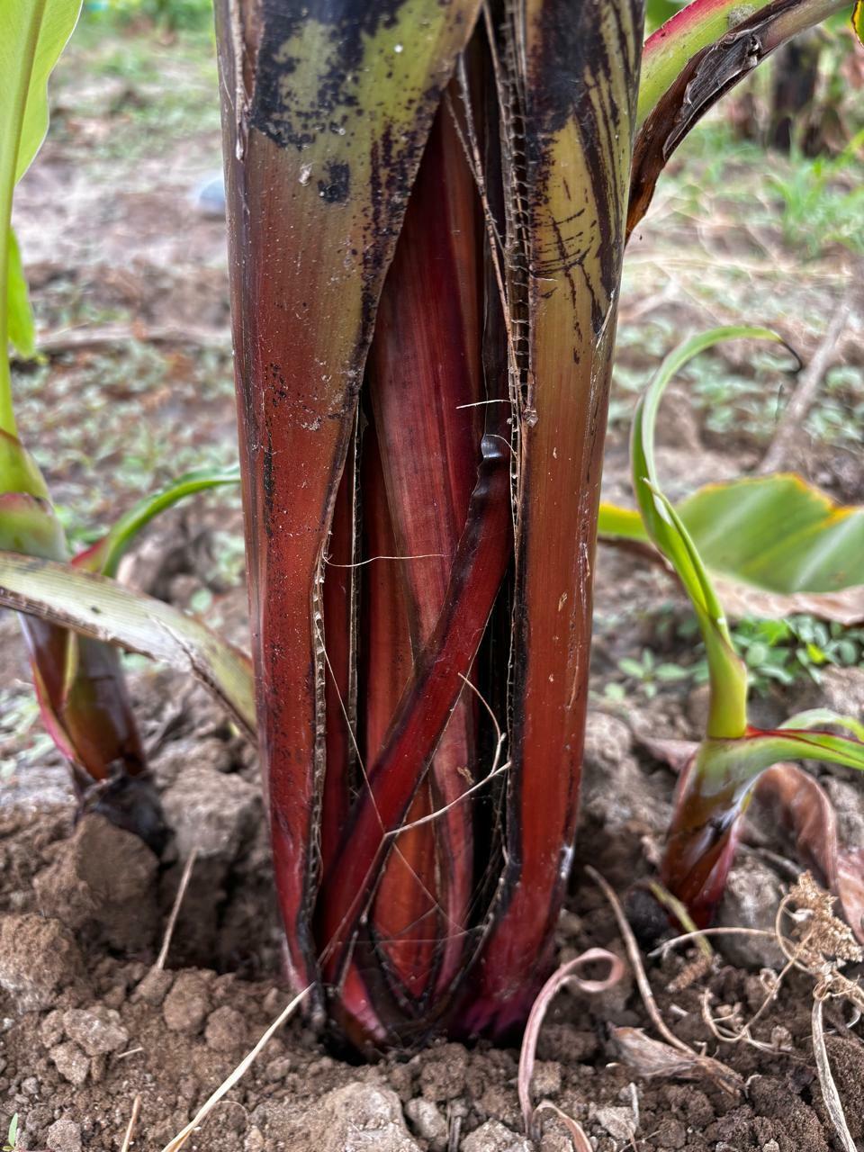 Fusarium wilt tropical race 4 - Fusarium wilt of banana - Alliance Bioversity International - CIAT - Image 7