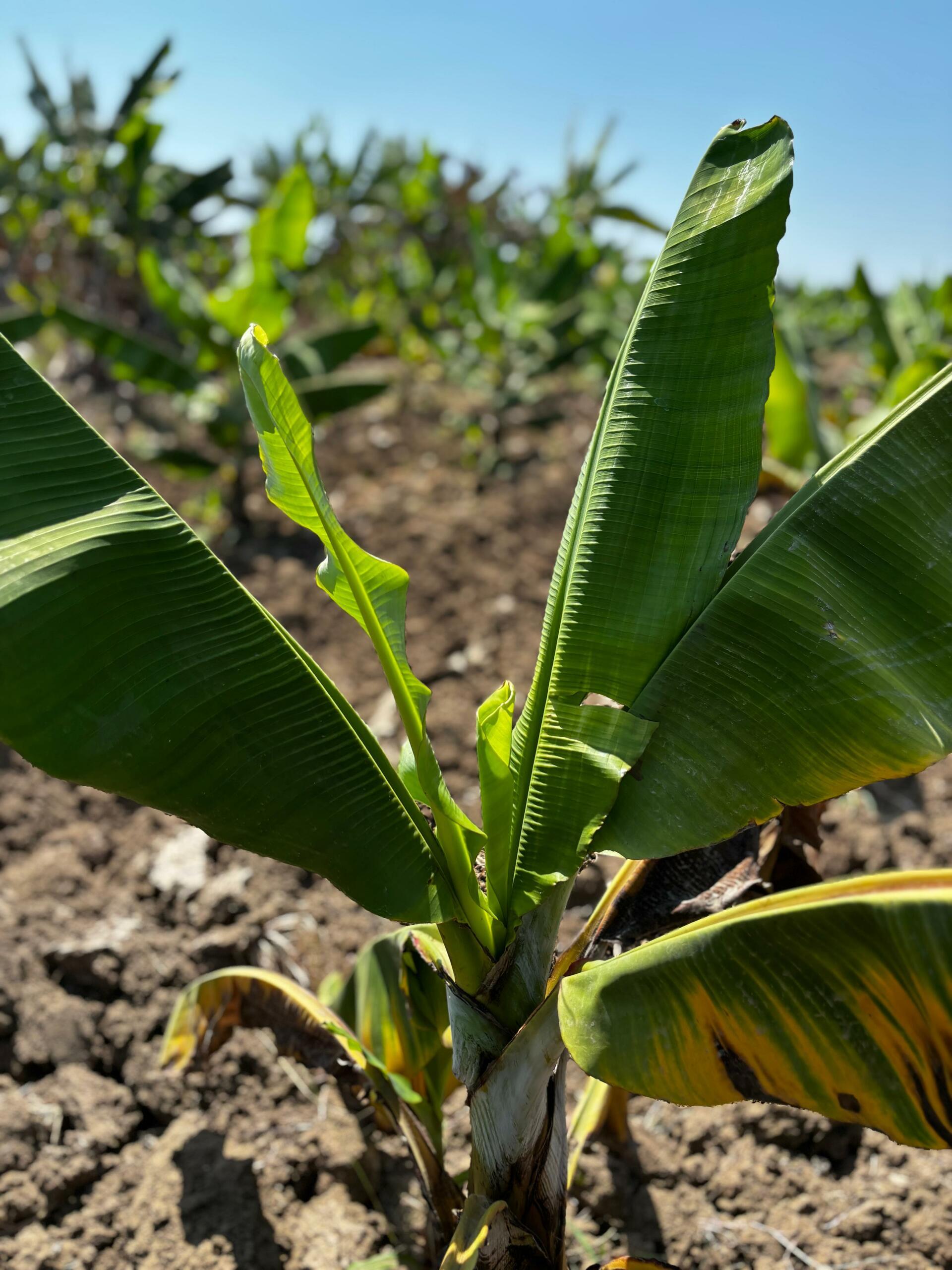Fusarium wilt tropical race 4 - Fusarium wilt of banana - Alliance Bioversity International - CIAT - Image 8