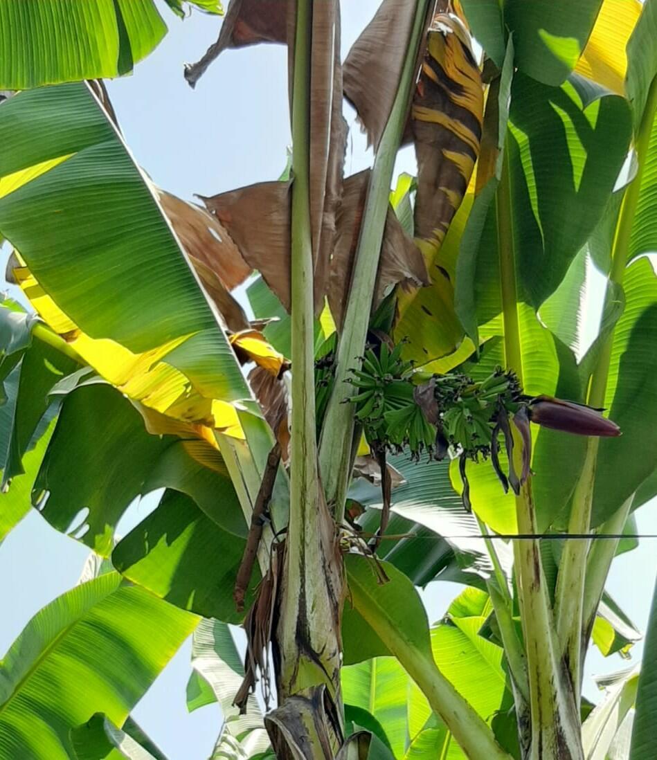 Fusarium wilt tropical race 4 - Fusarium wilt of banana - Alliance Bioversity International - CIAT - Image 9