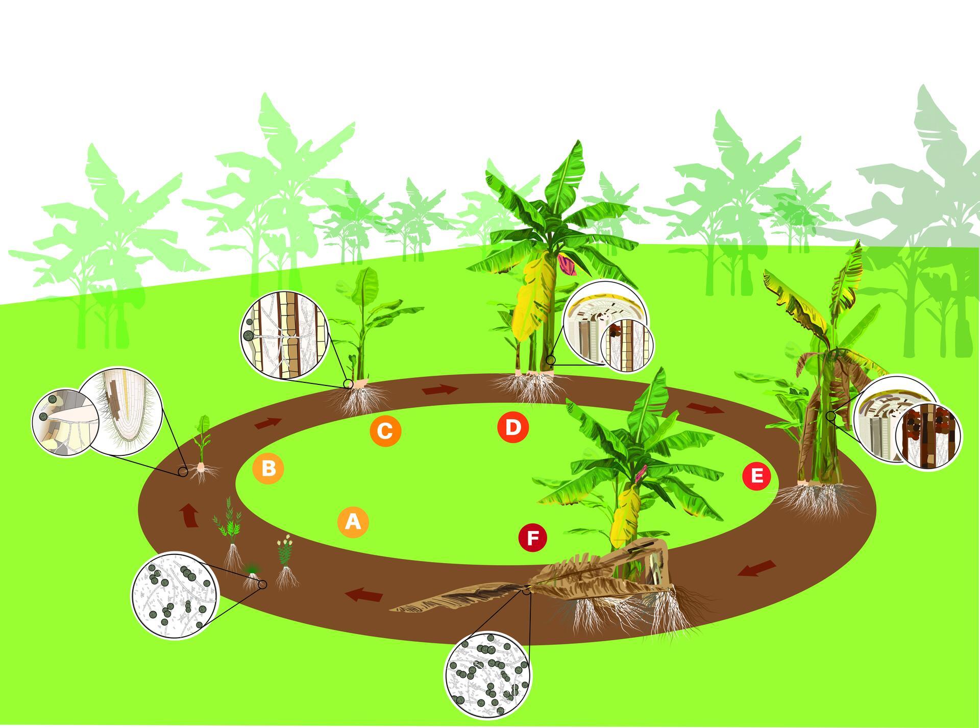 Fusarium wilt tropical race 4 - Fusarium wilt of banana - Alliance Bioversity International - CIAT - Life cycle