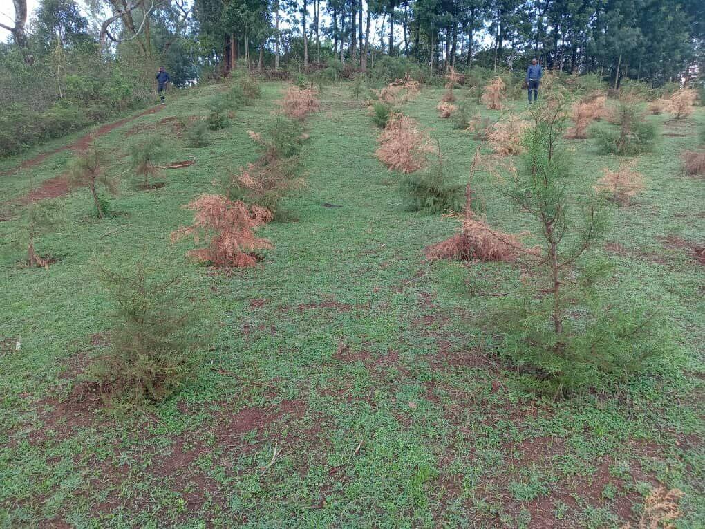 GLI contributed to the regeneration of local plant species - The case for restoring biodiversity in Ethiopia - Fig 3_pic2