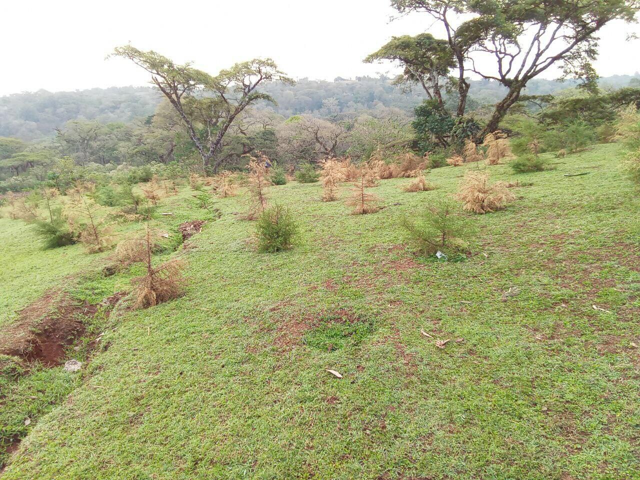 GLI contributed to the regeneration of local plant species - The case for restoring biodiversity in Ethiopia - Fig3 pic1