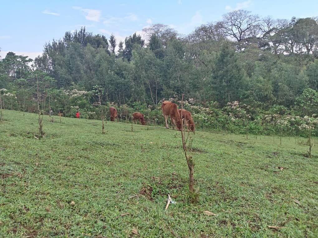 GLI contributed to the regeneration of local plant species - The case for restoring biodiversity in Ethiopia - Image 1 - Fig 2_Pic2