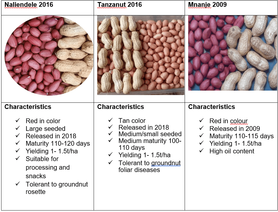 Grain Trader Seed Delivery Model for Groundnut in Tanzania - The Case of Mavuno Improvement for Community Relief and Services - Image 2