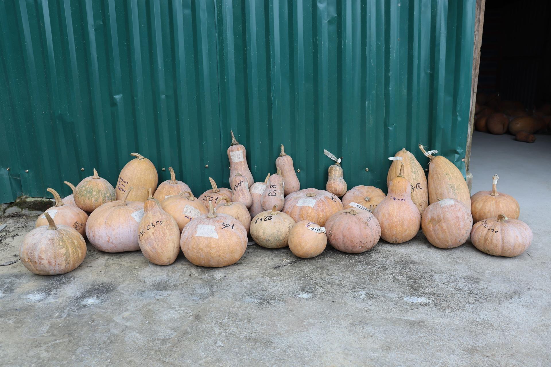 Growing into pumpkin custodians - women farmers in North Vietnam discover the power of participatory variety selection - Image 1