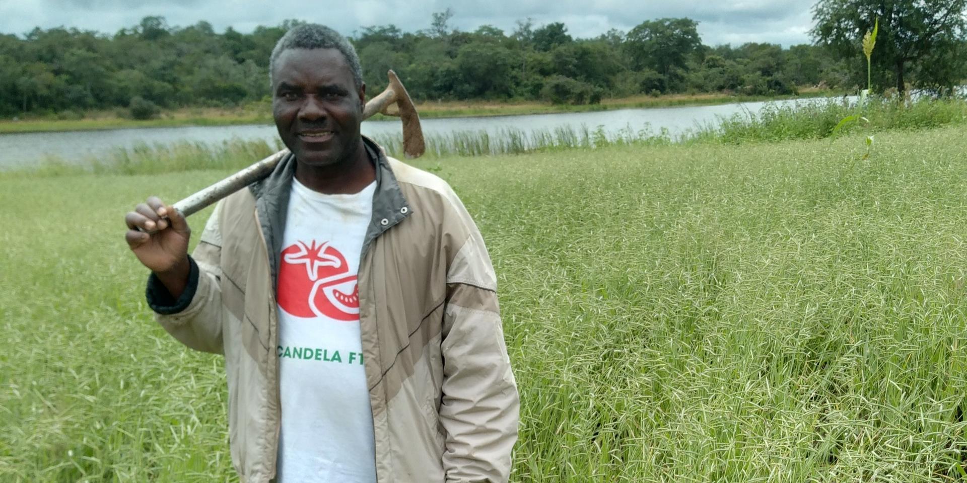 On-farm forage demonstration site in Choma, Zambia, with Mr. Muchimba, collaborating farmer, in a field of Brachiaria cv. Cobra.