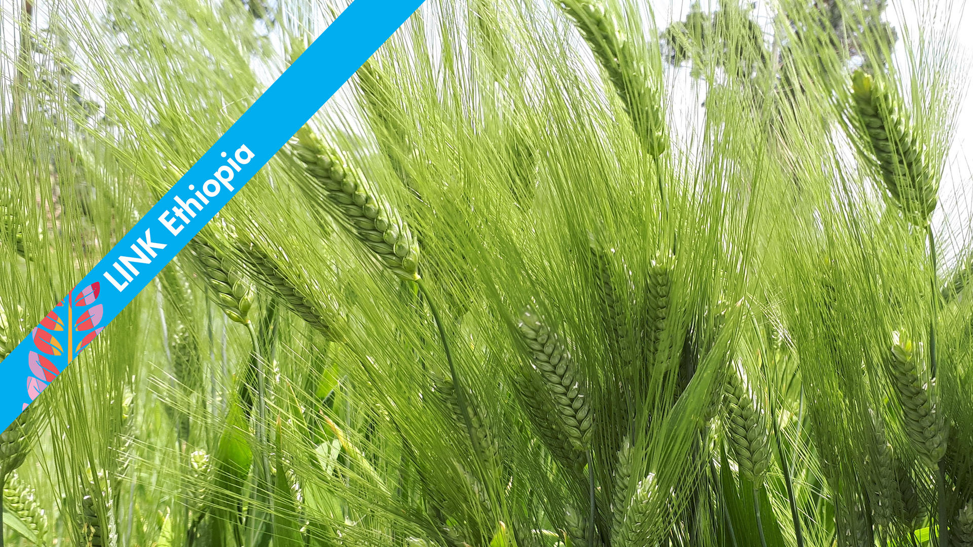 Linking farmers and markets in Ethiopia: durum wheat value | Alliance Bioversity International CIAT