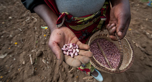 Smart beans help farmers cope with global warming – CIAT on Deutsche Welle