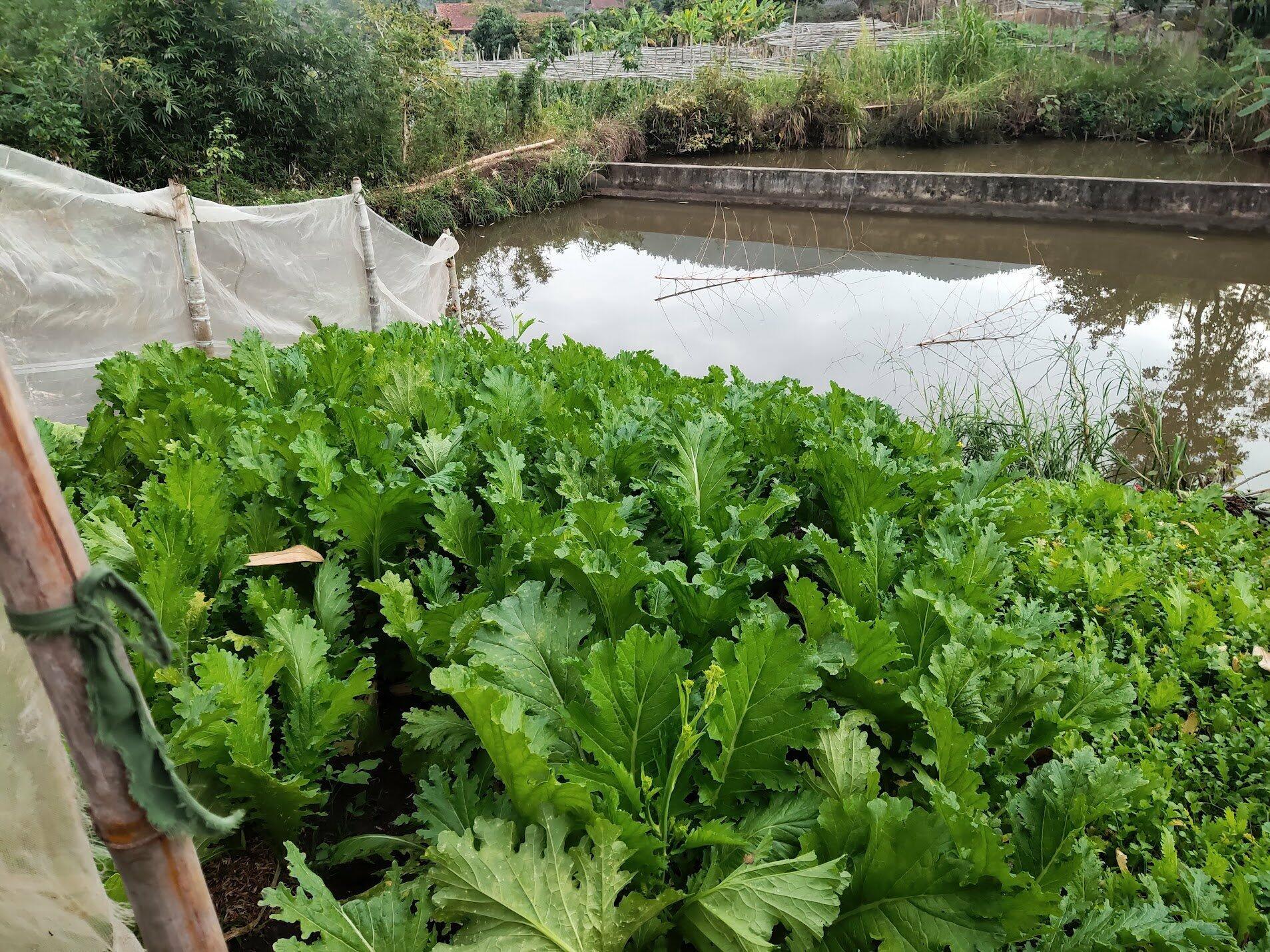 HMong mustard garden in Mai Son_Nguyen Thi Phuong taken