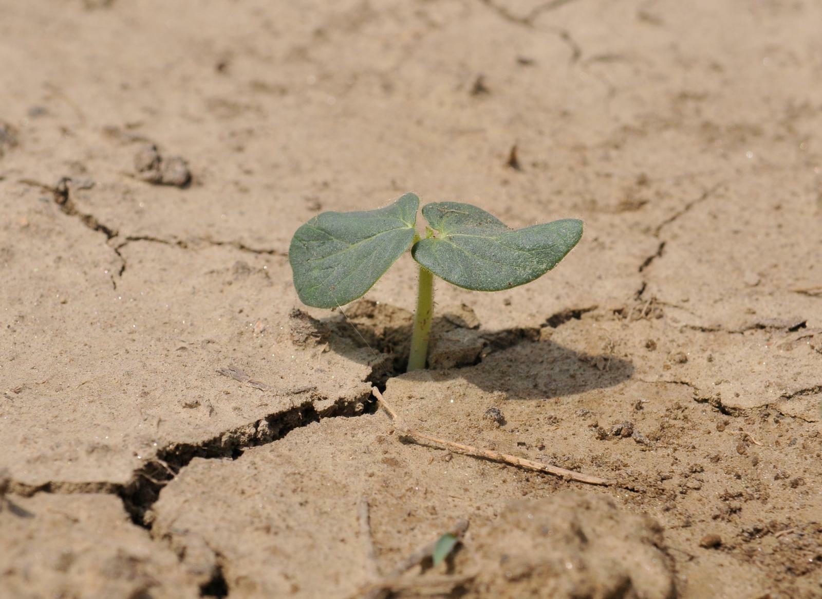 How can countries prevent shocks and disasters from turning into food crises - Science points to Resilience - Image 1