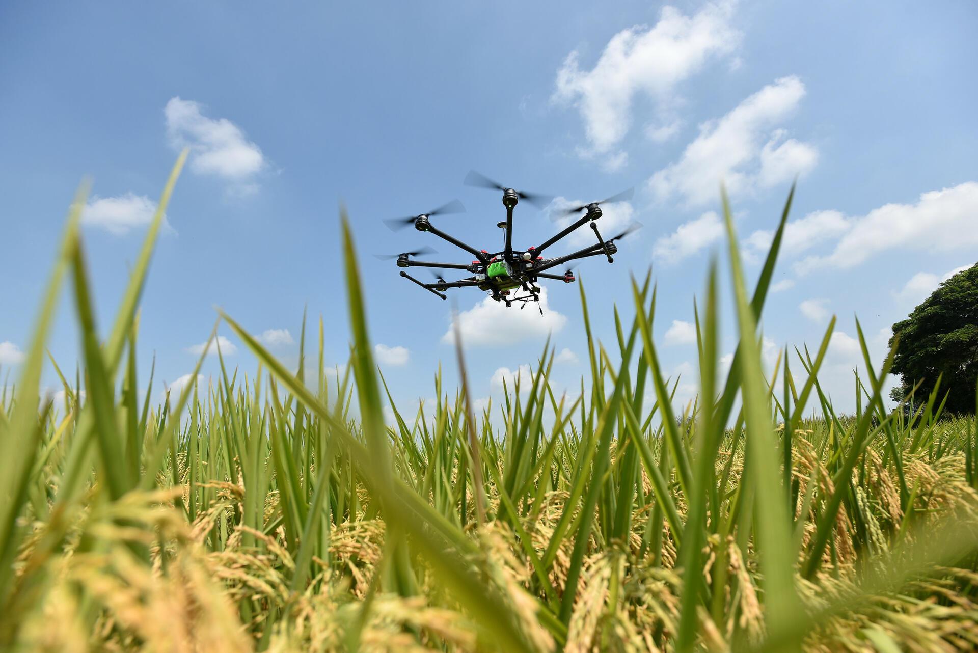How Digital Agriculture Boosts Crop Yields and Efficiency - Image  9