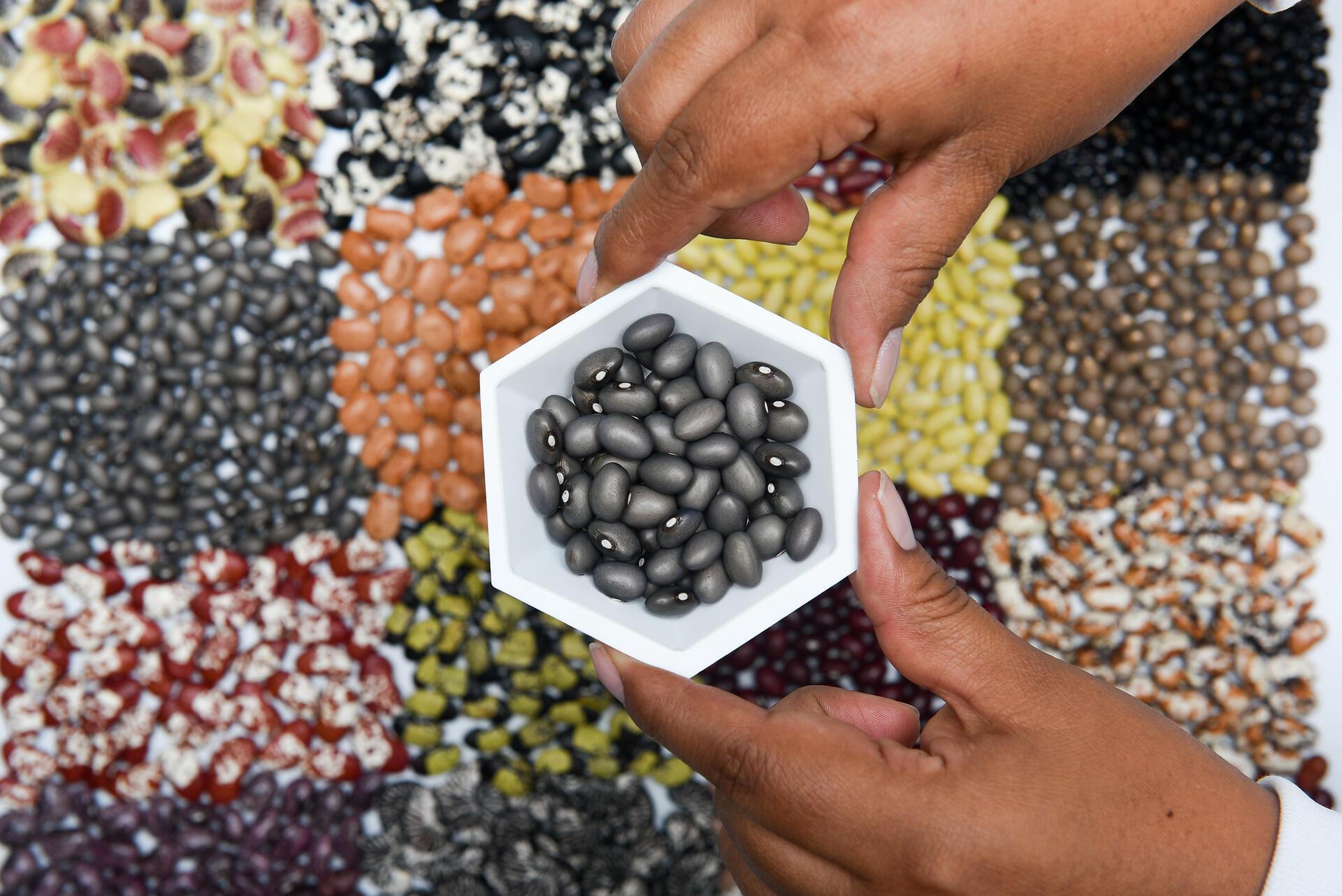 How gene banks safeguard our food security for the future - Image 1