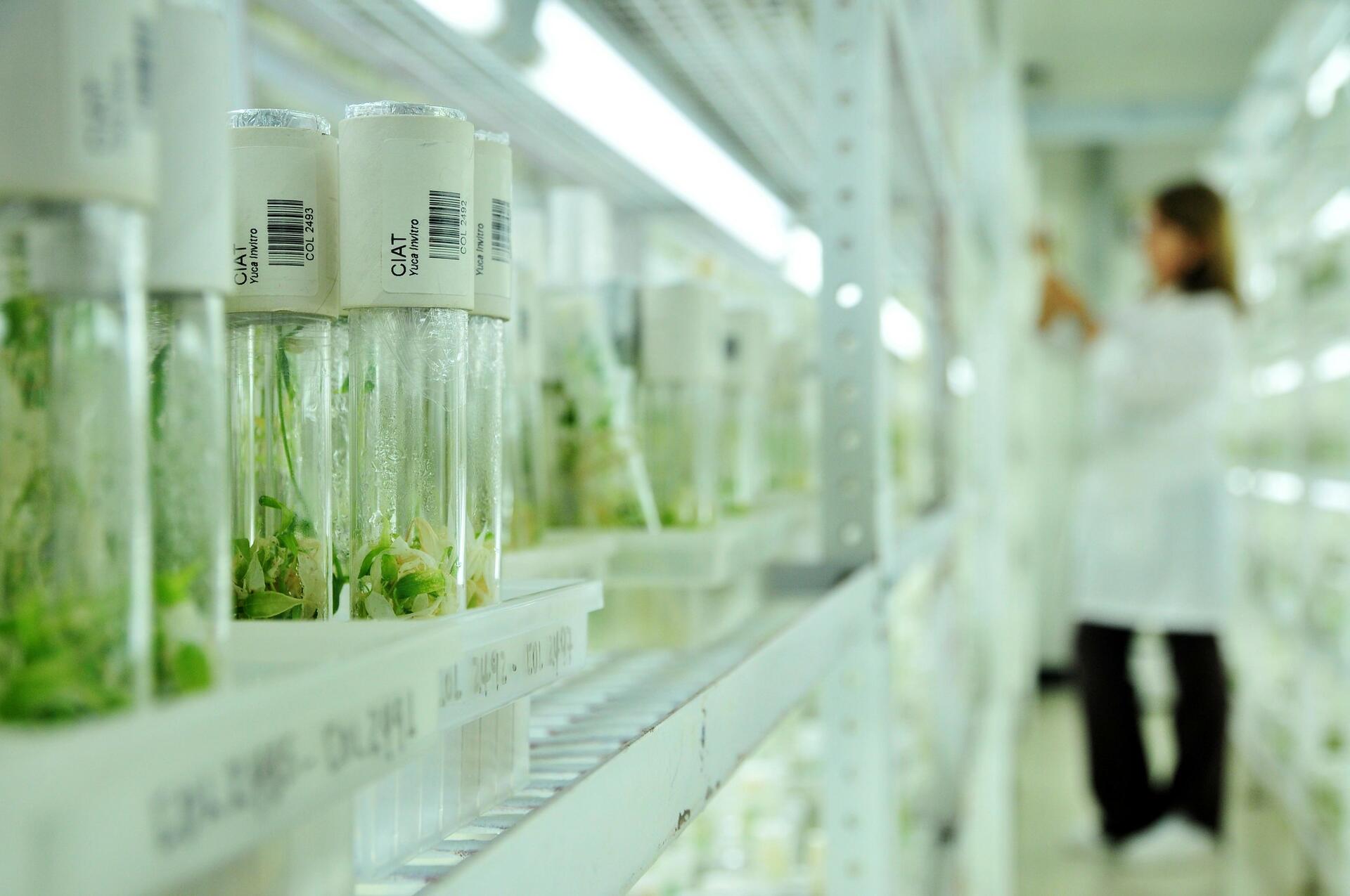 How gene banks safeguard our food security for the future - Image 2
