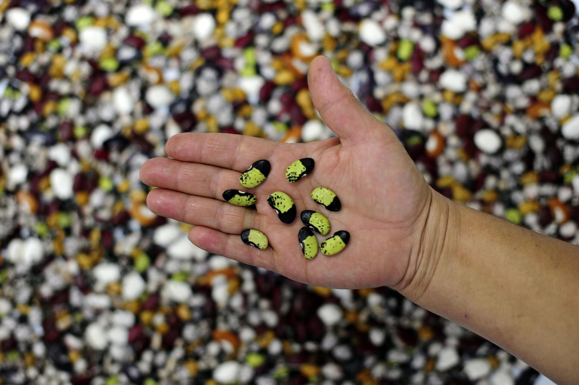 How gene banks safeguard our food security for the future - Image 3