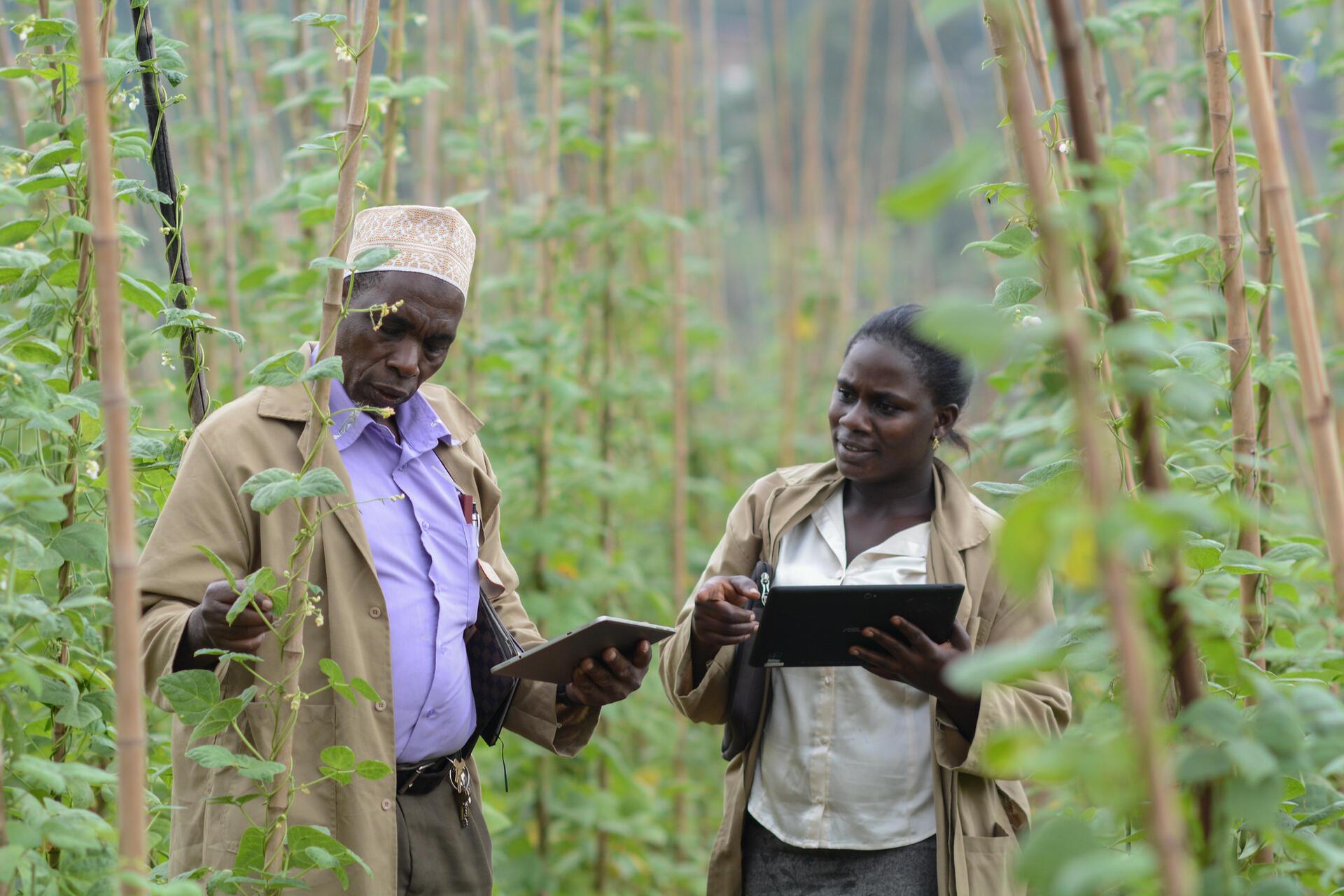 How gene banks safeguard our food security for the future - Image 4