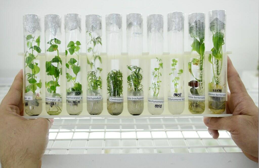 How gene banks safeguard our food security for the future - Image 5