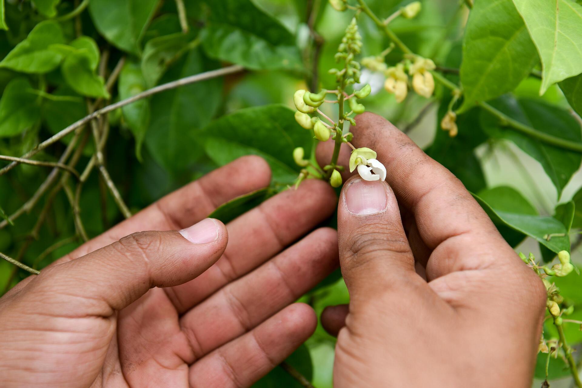 How gene banks safeguard our food security for the future - Image  7
