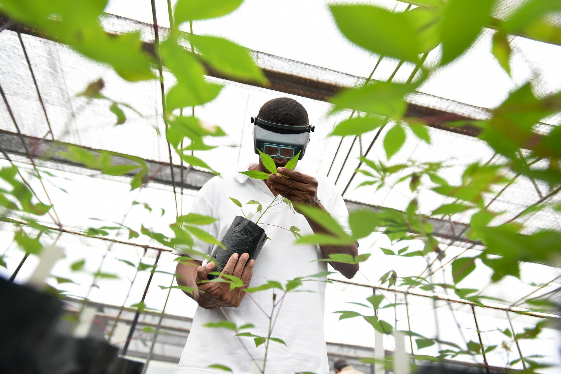 How gene banks safeguard our food security for the future - Image  8