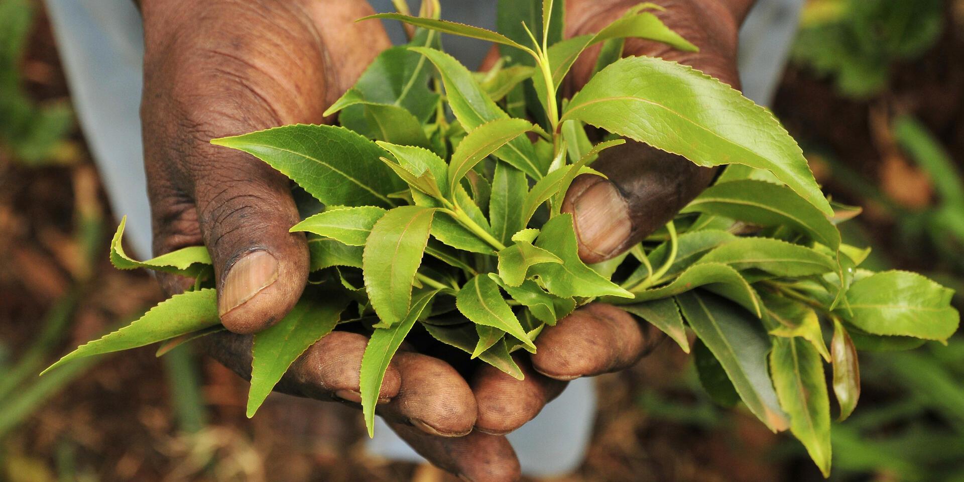 How Indigenous Vegetables Are Changing Kenya's Food Systems - Image 4
