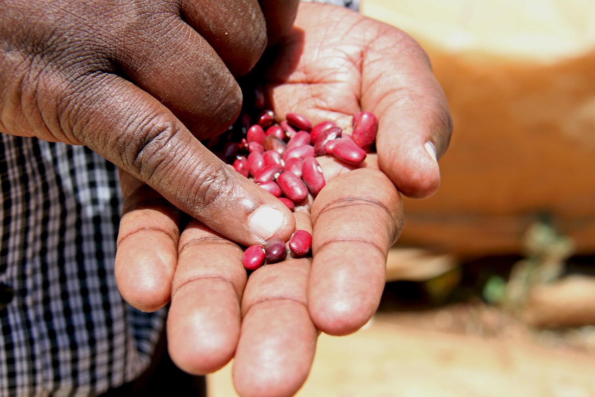 How Indigenous Vegetables Are Changing Kenya's Food Systems - Image 6