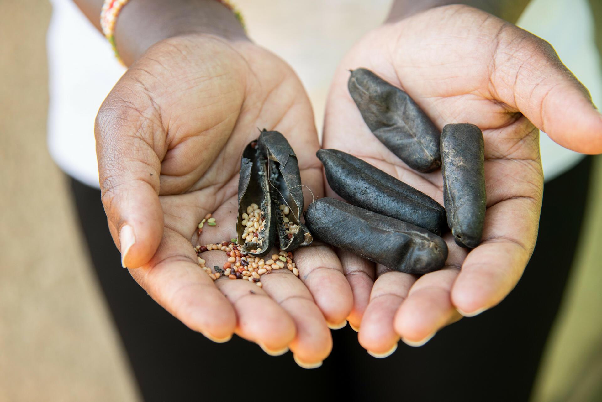 How Indigenous Vegetables Are Changing Kenya's Food Systems - Image 8