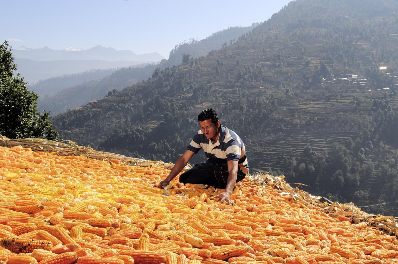 How Many Types of Vegetables Are There A Complete Guide - Photo 8