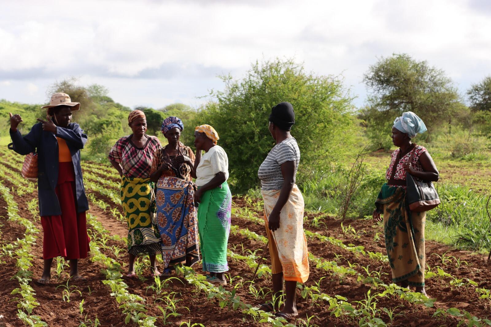 How new bean variety brings health, prosperity to women farmers - Image 1