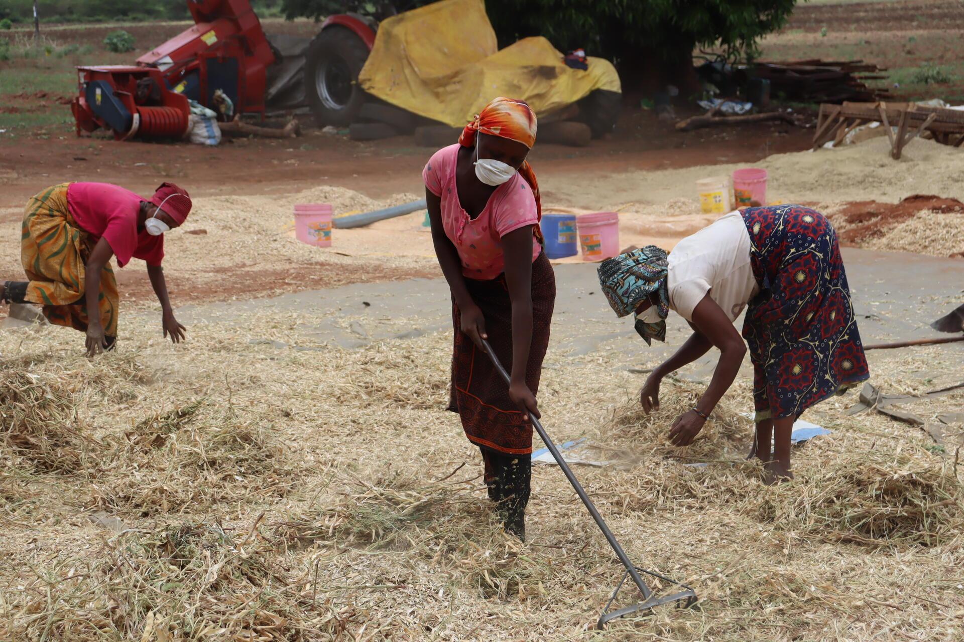 How PABRA helped Imara Tech turn innovation into jobs and hope for thousands - Alliance Bioversity International - CIAT