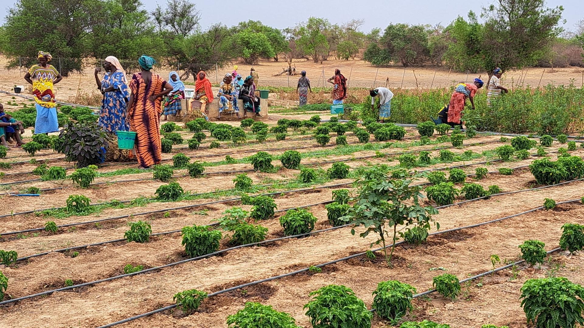 How Youth And Women Are Key To Senegal’s Farming Future - Alliance Bioversity International - CIAT - Image 1