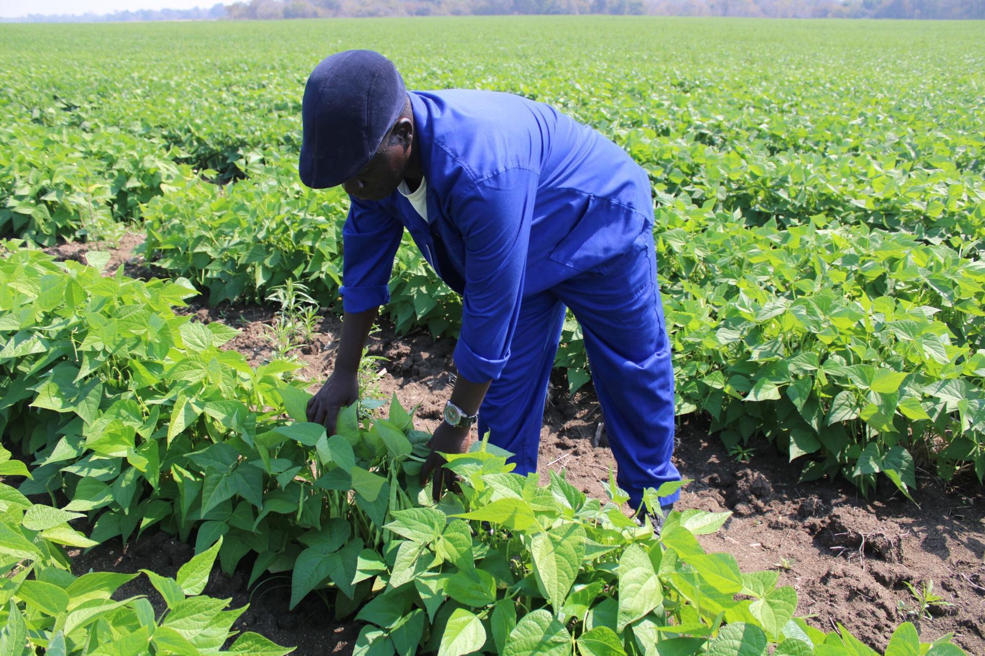 Impactful public-private synergies attract increased government support for Malawi’s bean value chain - Figure 2