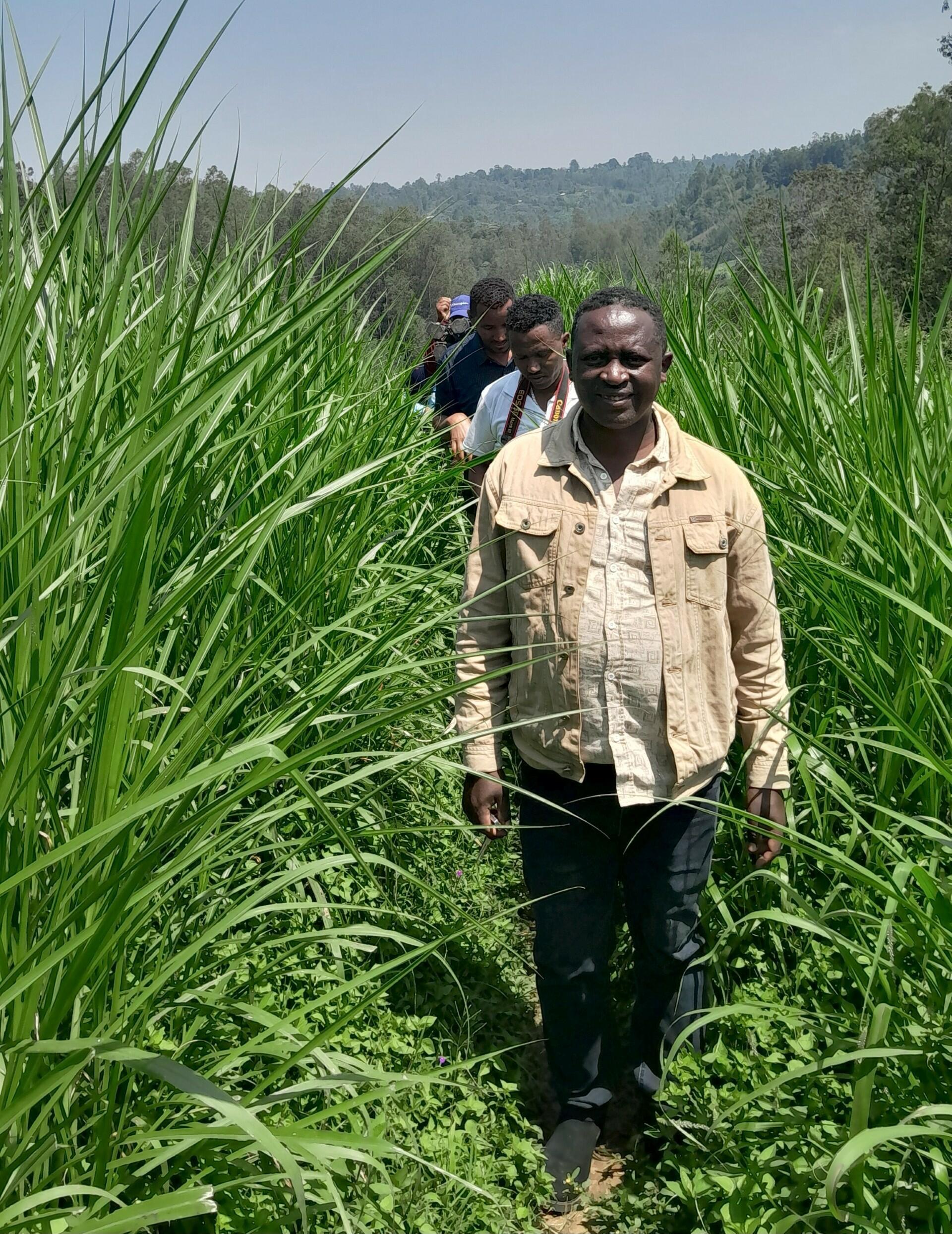 Improved forage technologies advance climate-smart farming in Ethiopia - Image 2