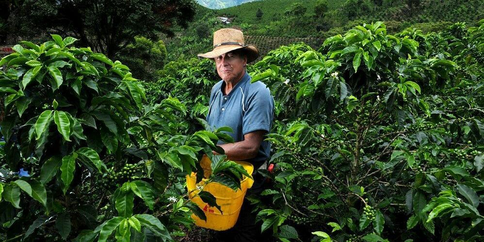 Improving cacao and coffee systems through innovations and partnerships - Image 10