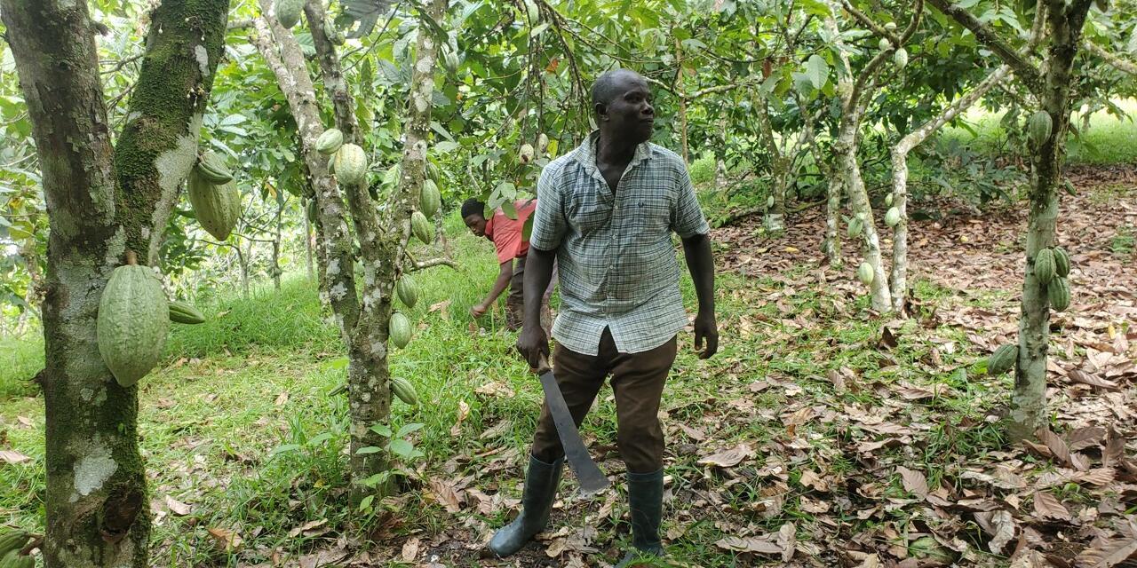 Improving cacao and coffee systems through innovations and partnerships - Image 5