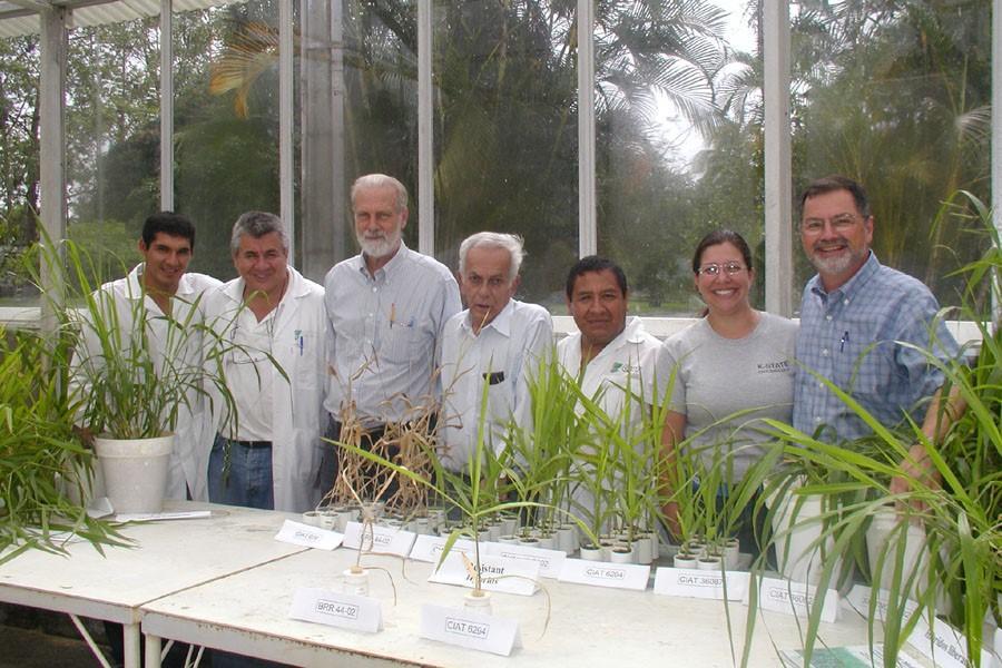In Memory of Dr. John Williams Miles - A Legacy of Tropical Forage Breeding Innovation - Image 1