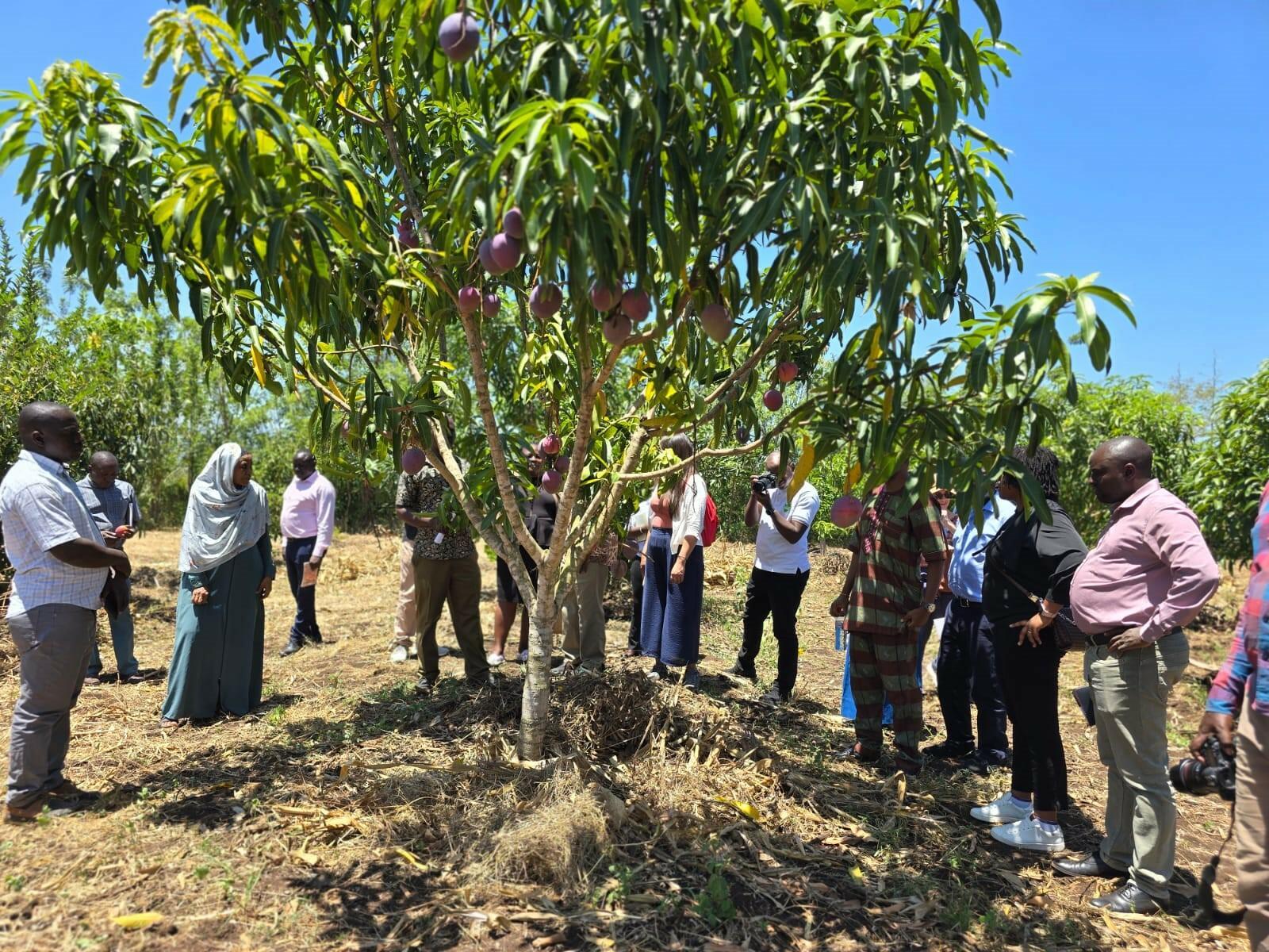 Kenyan Bean farmers embrace beneficial insects and fruit trees to combat climate change - Image 2