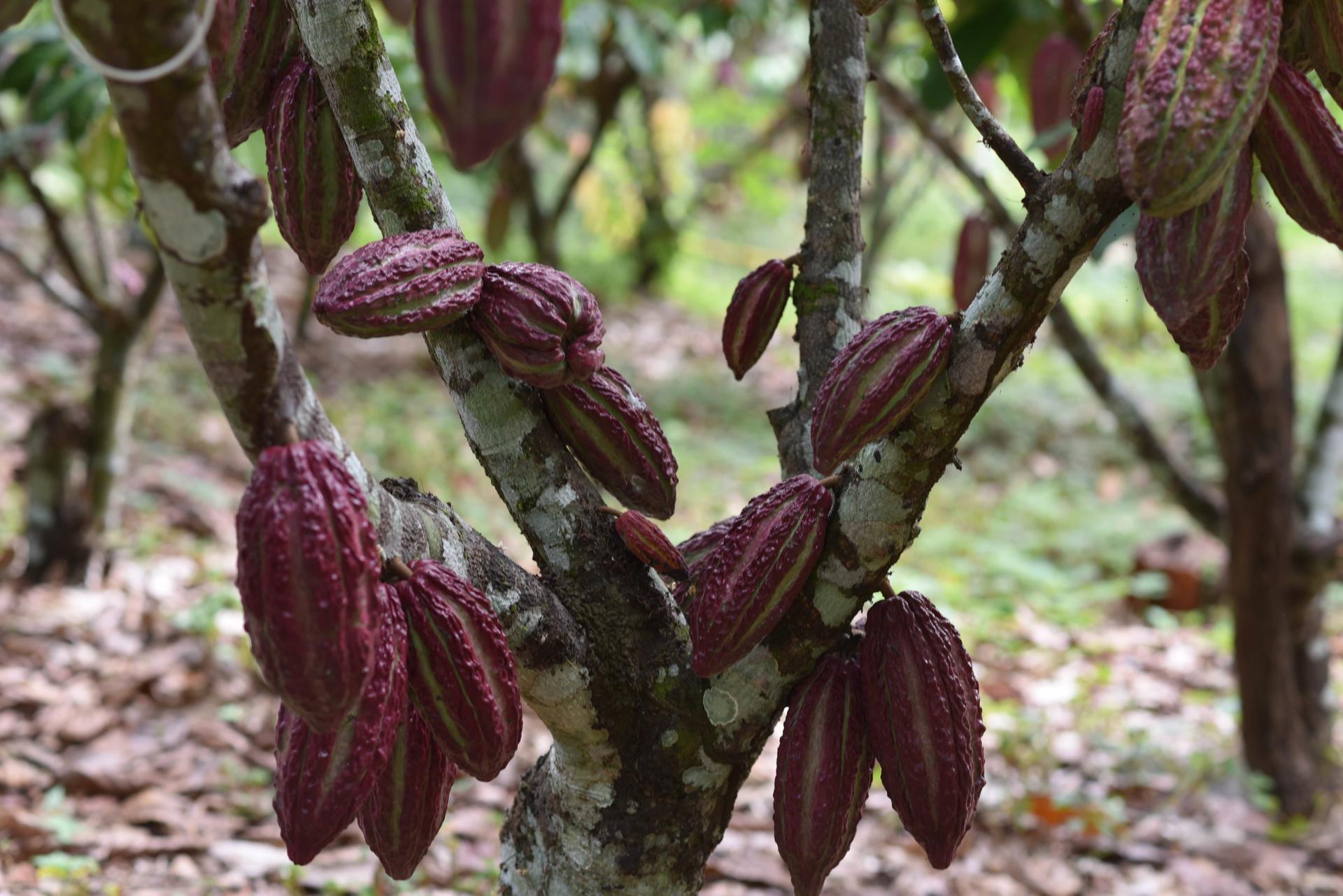 La Alianza en el salón del Cacao y el Chocolate - Foto 1