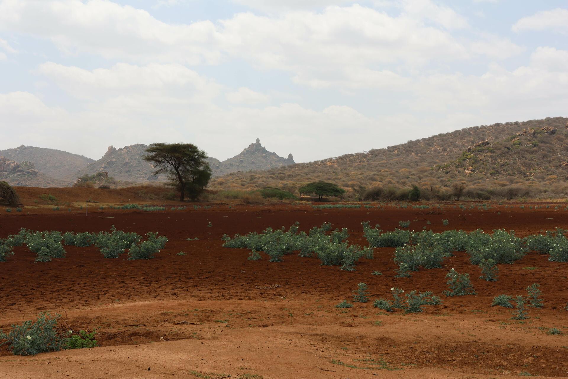 La Niña What it is, causes, effects & how it differs from El Niño - Image 1