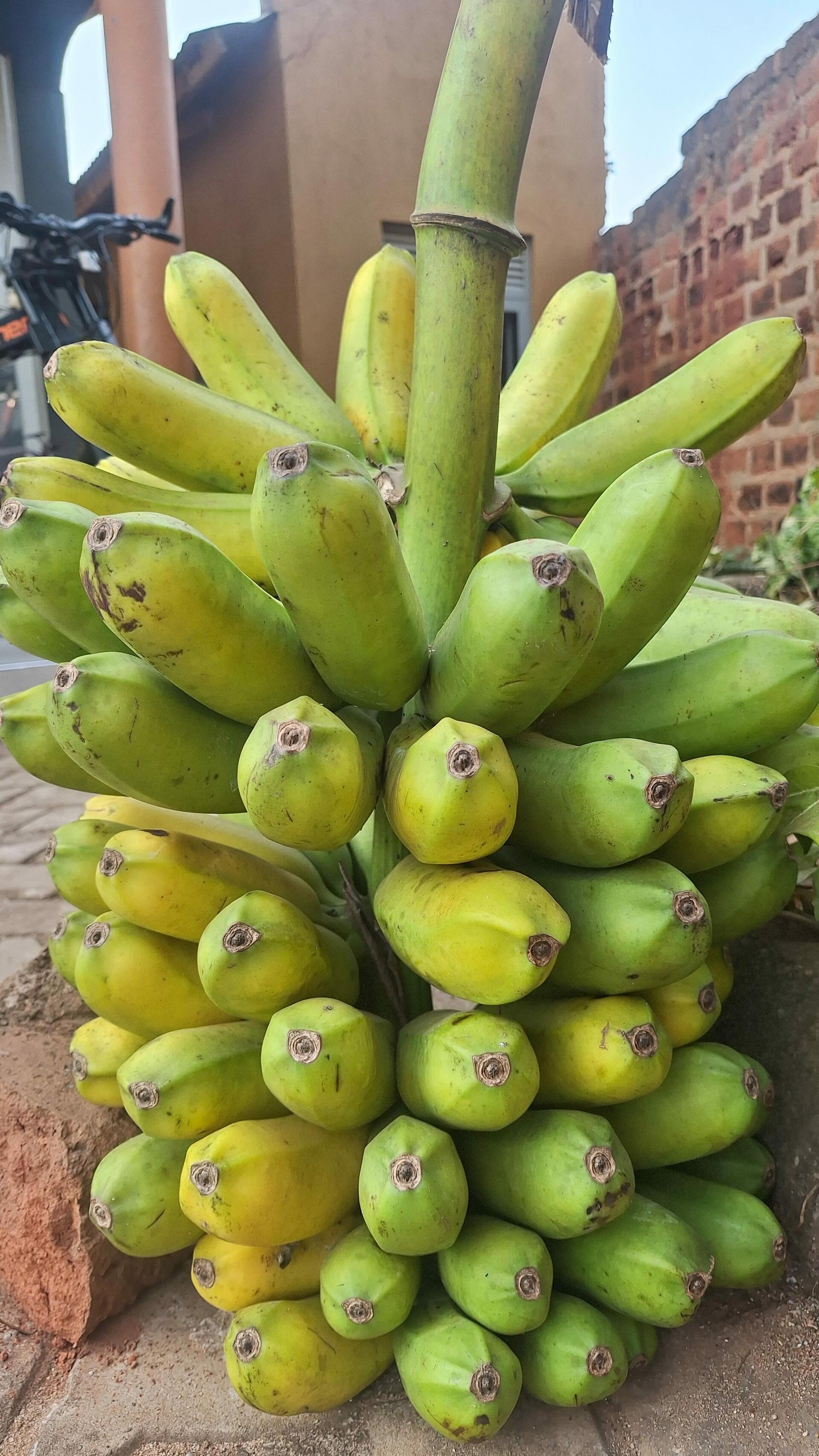 Lahi banana - Vitamin A-rich bananas bring better nutrition to Tanzania