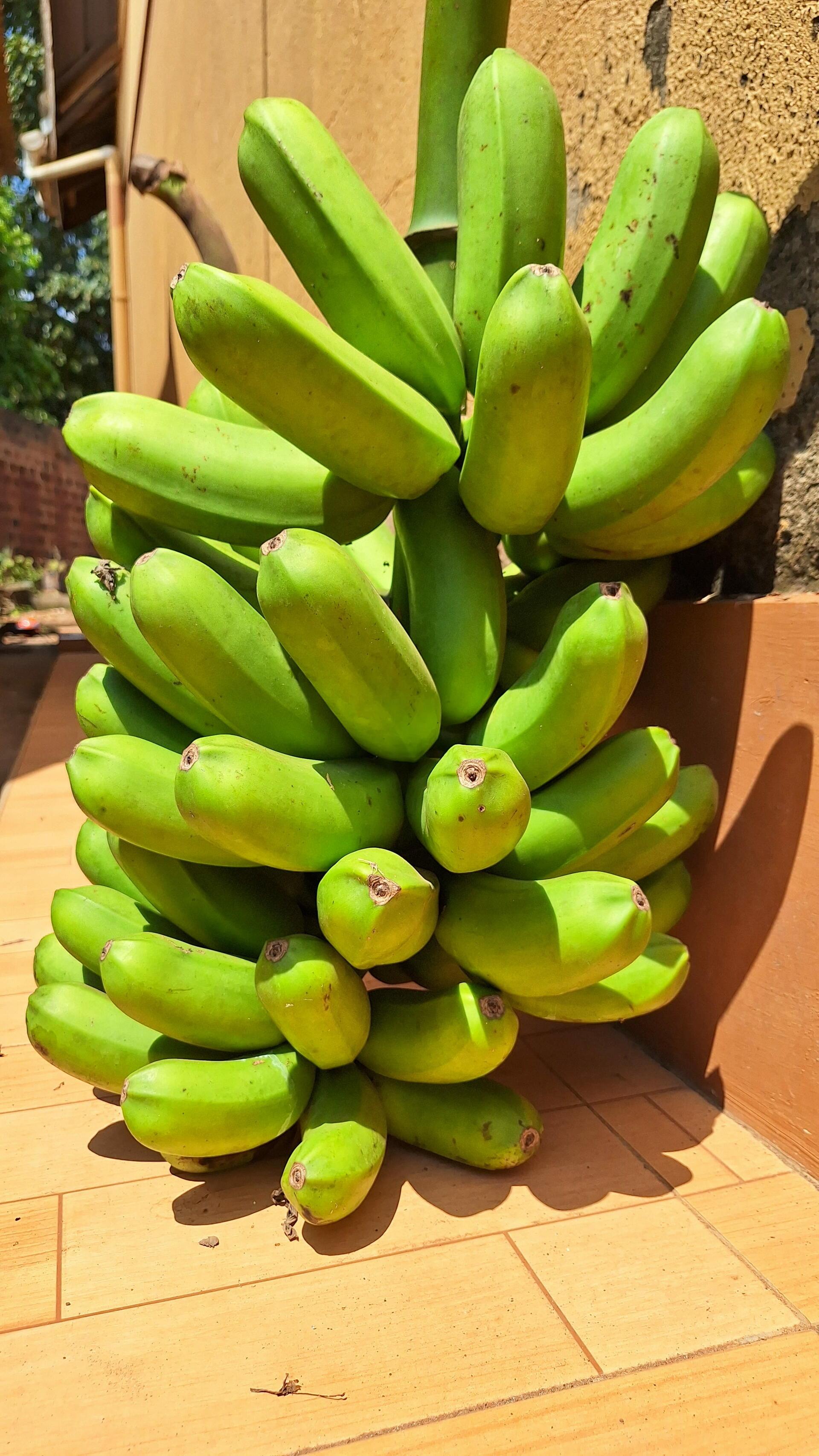 Lahi bananas - Vitamin A-rich bananas bring better nutrition to Tanzania - 2
