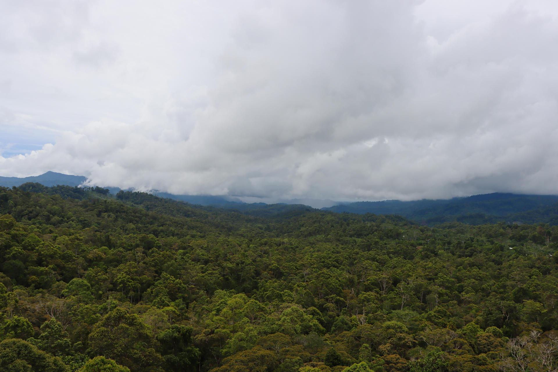 In the Philippines, a tribal leader guards a forest stronghold - landscape