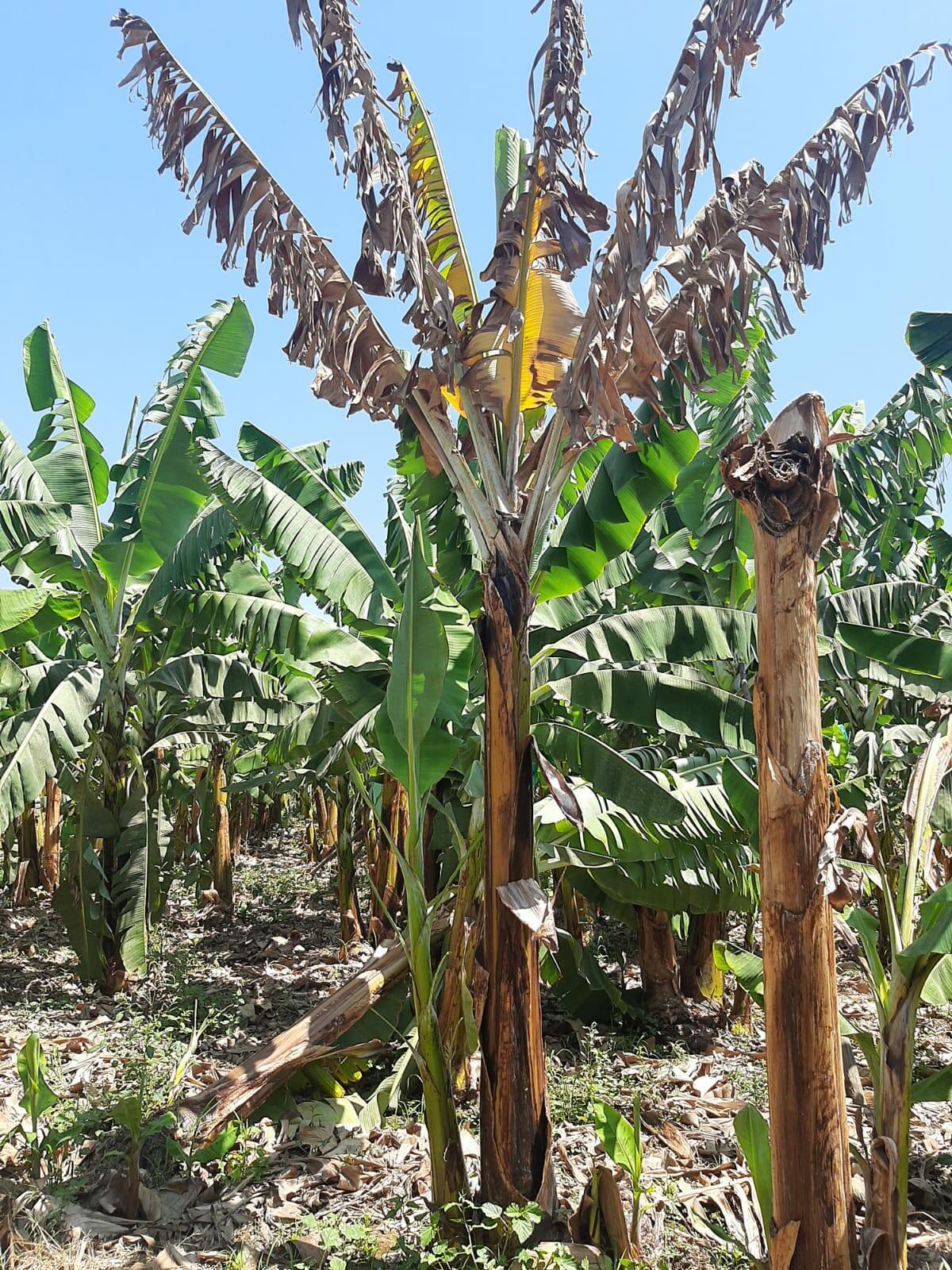 leaf necrosis and plant death - Fusarium wilt of banana
