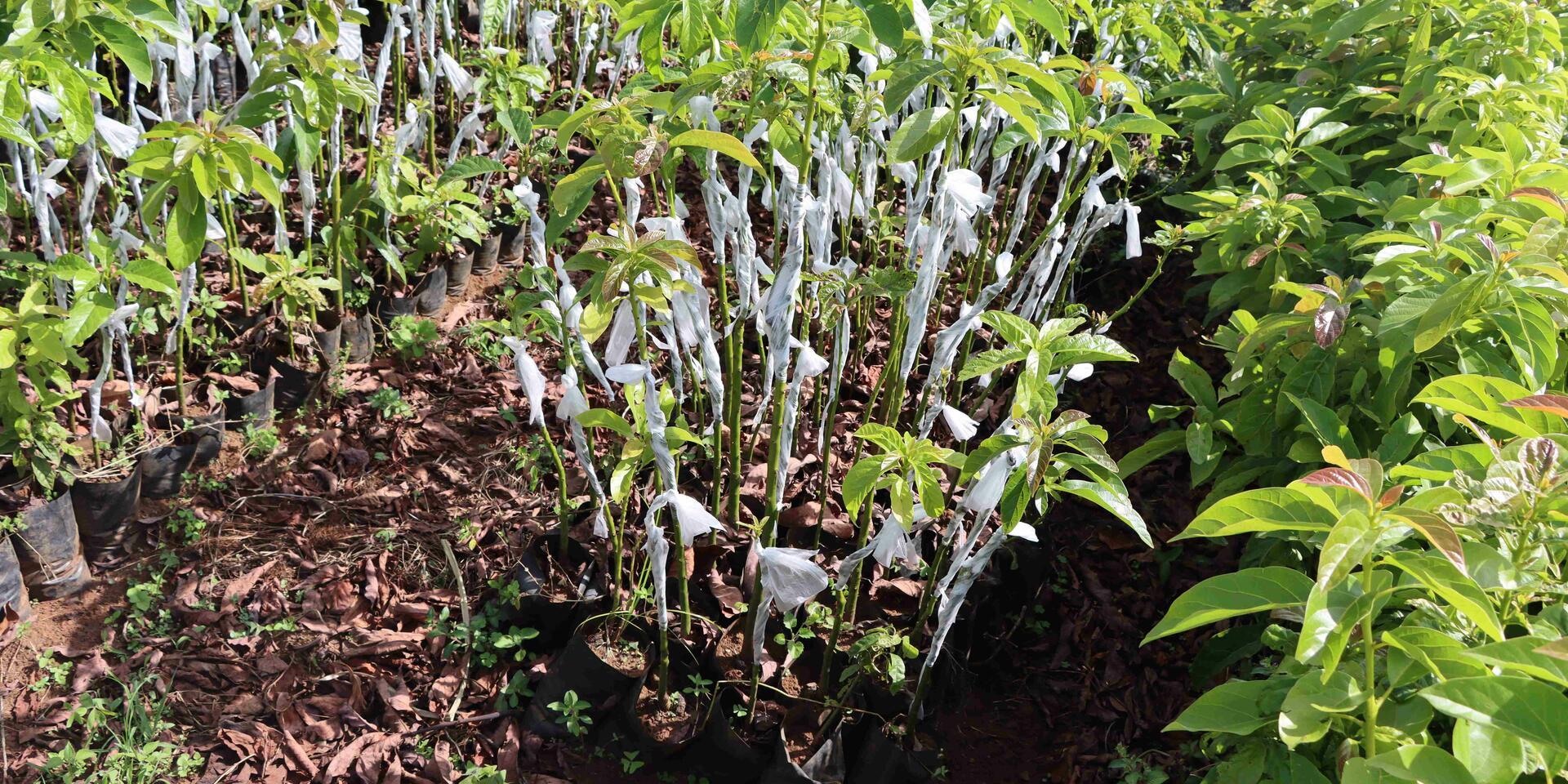 Les Experts du Cameroun - How a community nursery took flight with MyFarmTrees - Image 1