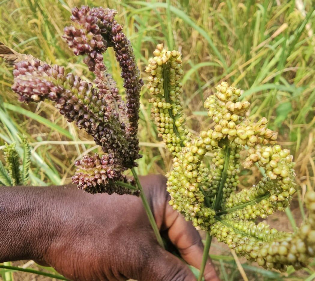 Leveraging Opportunity Crops to Transform Food Systems - Unveiling the Power of Diversity Funding Facility in Nigeria, Zambia & Kenya - Image 2