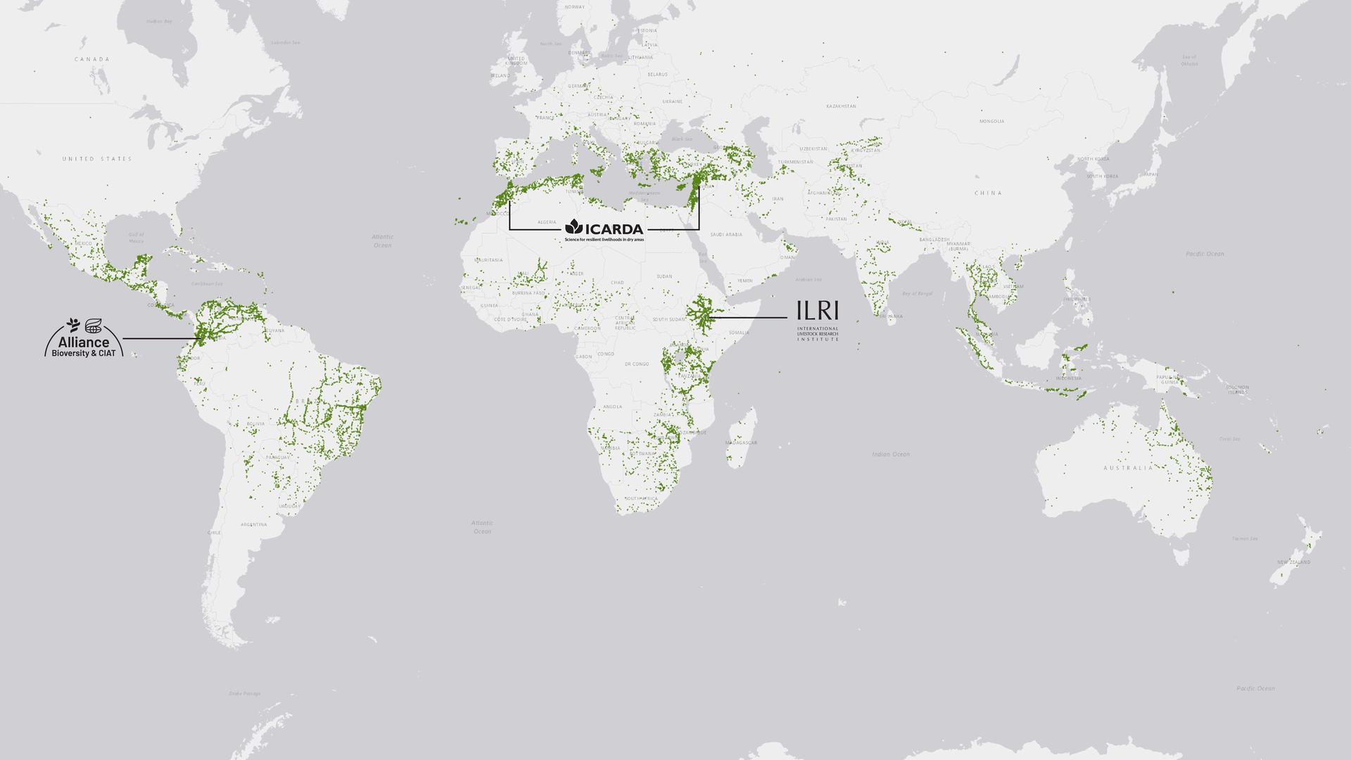 Low-Methane Forages (LMF) - Accessions Map - Alliance Bioversity International - CIAT