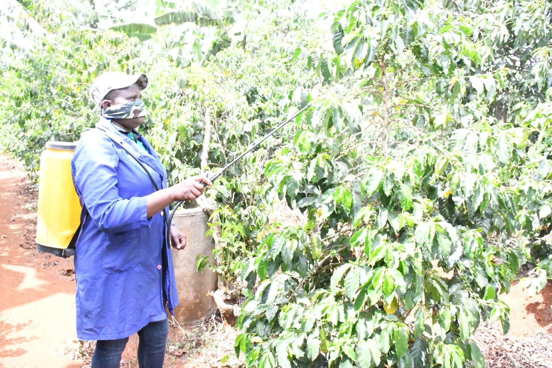 Mark of social inclusion - Brewing dignity into Kenya&rsquo;s coffee trade - Image 3